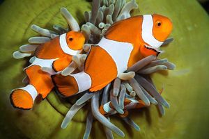 Image post by @discovery on Instagram