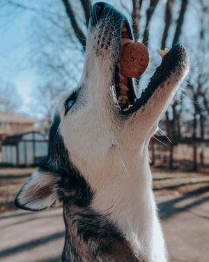Image post by @evolvepetfood on Instagram
