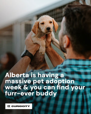 Image post by @curiocitycalgary on Instagram