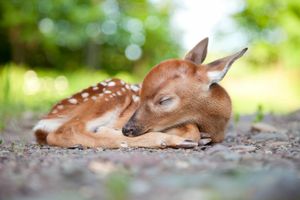 Image post by @animalplanet on Instagram