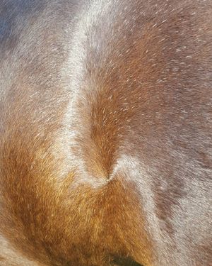 Image post by @equine_passion_online on Instagram