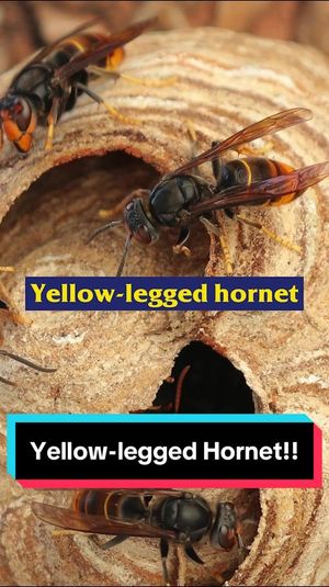 Video post by @bugbustersusa on TikTok