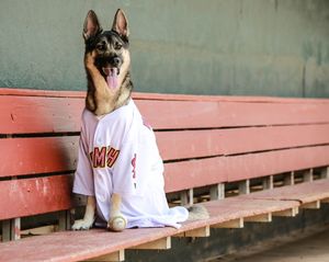 Image post by @memphisredbirds on Instagram