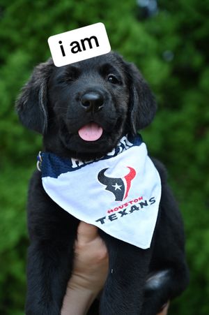 Video post by @houstontexans on TikTok