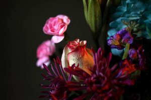 Image post by @armadillocamera on Instagram