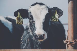 Image post by @farmcredit on Instagram