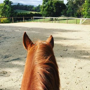 Image post by @snaffle_it on Instagram