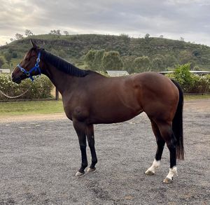 Image post by @gundyparkequine on Instagram