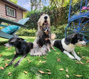 Image post by @thesavannahwolfhound on Instagram