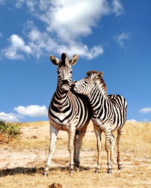 Image post by @animalplanet on Instagram