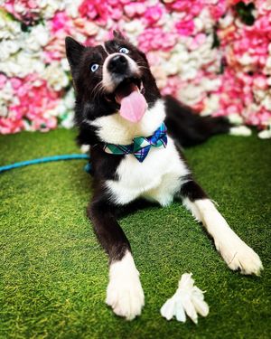 Image post by @tux_the_blue_pomsky on Instagram