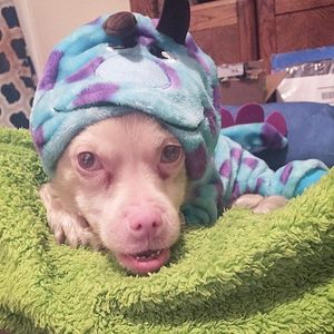 Image post by @animalplanet on Instagram