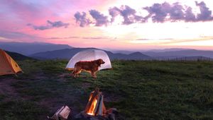 Image post by @triumphpetfood on Instagram
