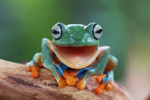 Image post by @AnimalPlanet on Twitter