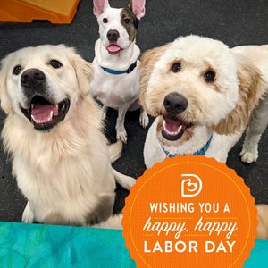 Image post by @dogtopiagr on Instagram