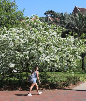 Image post by @floridastateuniversity on Instagram