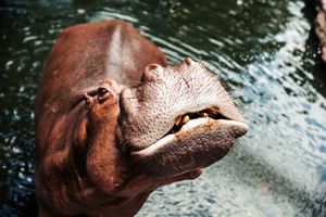 Image post by @AnimalPlanet on Twitter