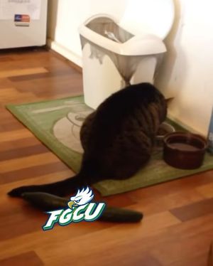 Image post by @fgcudirtybirds on Instagram