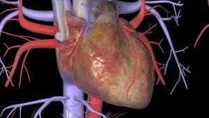 Video post by @nucleusmedicalmedia on YouTube