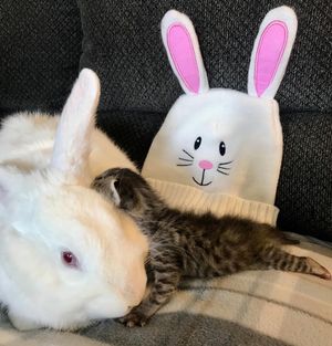 Image post by @spokhumanesoc on Instagram
