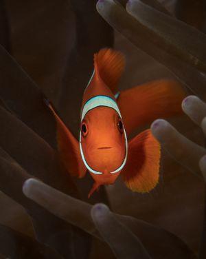Image post by @discovery on Instagram