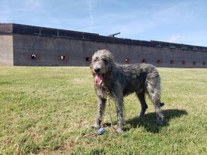 Image post by @thesavannahwolfhound on Instagram