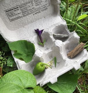 Image post by @kidsgardening on Instagram