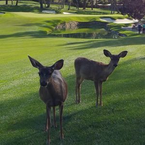 Image post by @pebblebeachresorts on Instagram