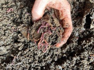 Image post by @GreenhillWormFarm on Facebook