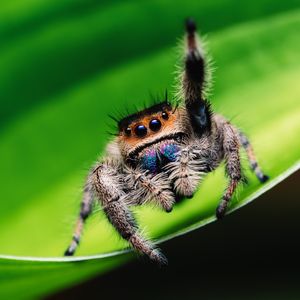 Image post by @animalplanet on Instagram