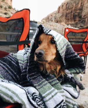 Image post by @triumphpetfood on Instagram