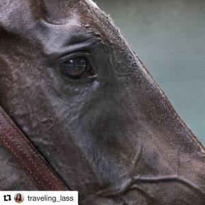 Image post by @thebloodhorse on Instagram