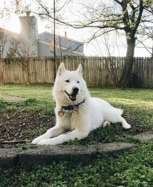 Image post by @triumphpetfood on Instagram