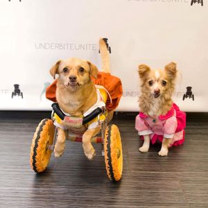 Image post by @animalplanet on Instagram