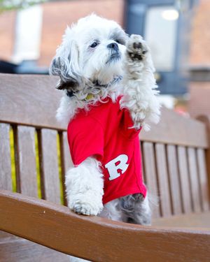 Image post by @rutgersu on Instagram