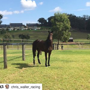 Image post by @thebloodhorse on Instagram