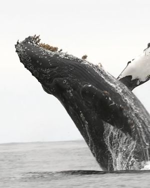 Image post by @discovery on Instagram