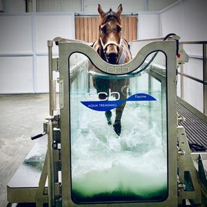 Image post by @gundyparkequine on Instagram