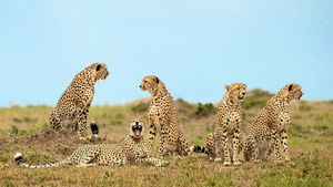 Image post by @AnimalPlanet on Twitter