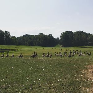 Image post by @tgfjuniorgolf on Instagram