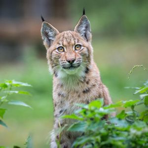 Image post by @animalplanet on Instagram