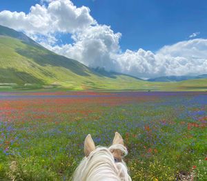 Image post by @NZHorseAmbulanceTrust on Facebook