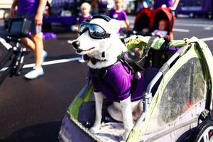 Image post by @kstatesports on Twitter