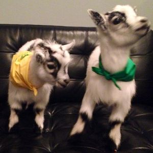 Image post by @animalplanet on Instagram