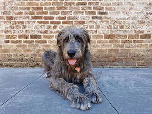 Image post by @thesavannahwolfhound on Instagram