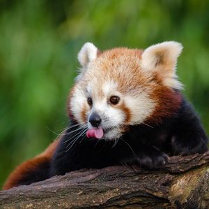 Image post by @animalplanet on Instagram