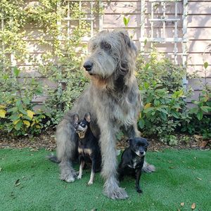 Image post by @thesavannahwolfhound on Instagram