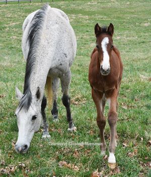 Image post by @thoroughbred_daily_news on Instagram