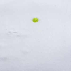Image post by @franklinpickleball on Instagram