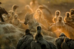 Image post by @natgeo on Instagram